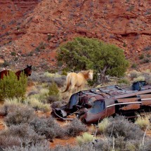 Broken car with horses seen on Lee Cly Trail